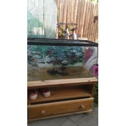 Fish tank with hood