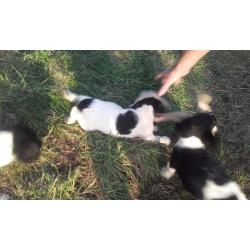 English springer spaniels pups for sale