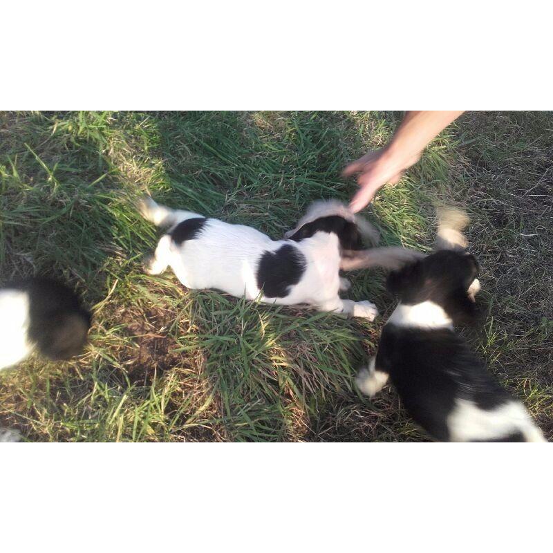 English springer spaniels pups for sale