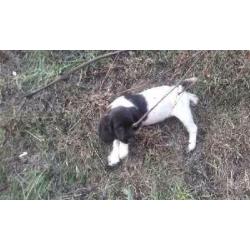 English springer spaniels pups for sale