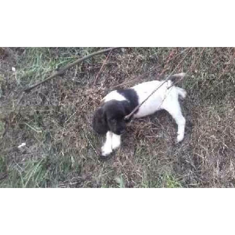 English springer spaniels pups for sale