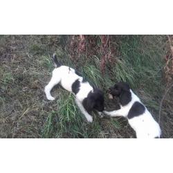 English springer spaniels pups for sale