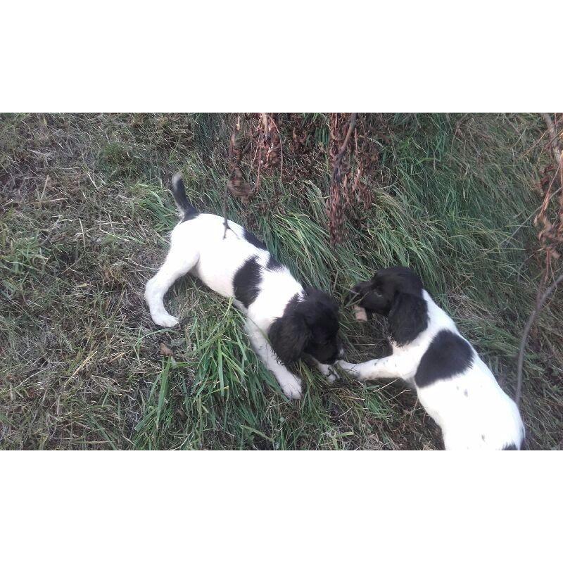 English springer spaniels pups for sale