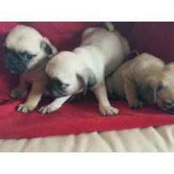 Dog's