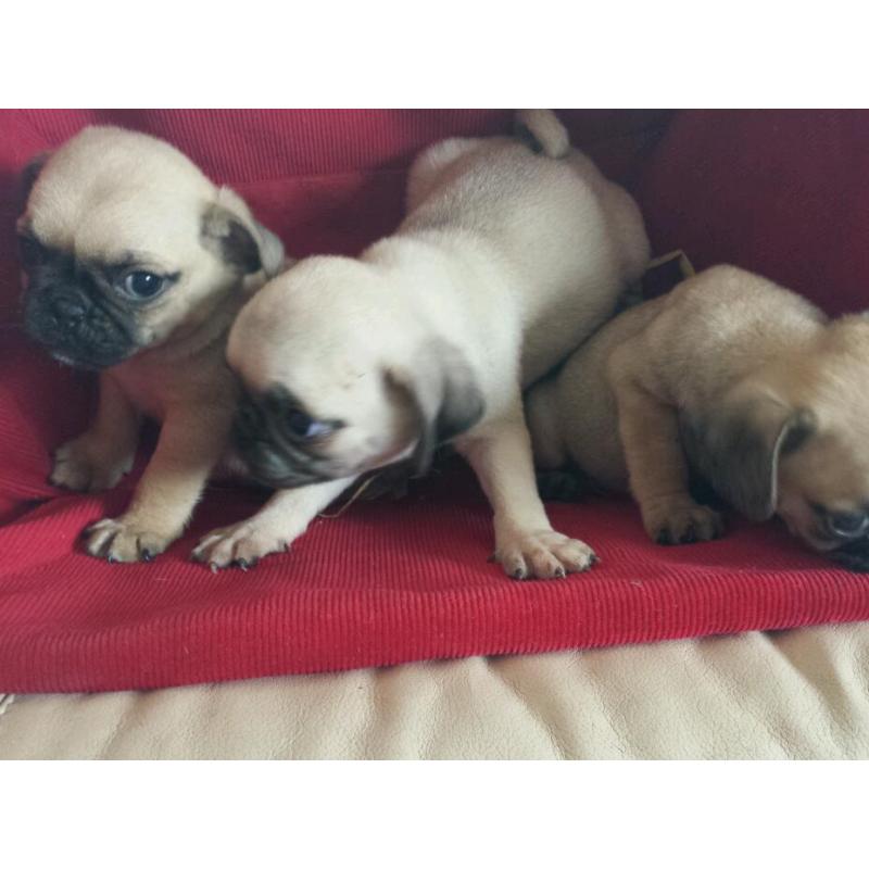 Dog's