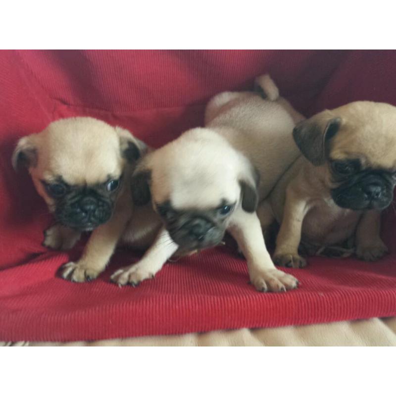 Dog's
