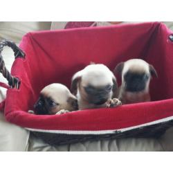 Dog's