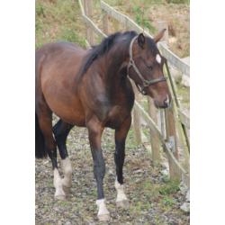 OUTSTANDING QUALITY PERFORMANCE BRED 2.5yo FILLY