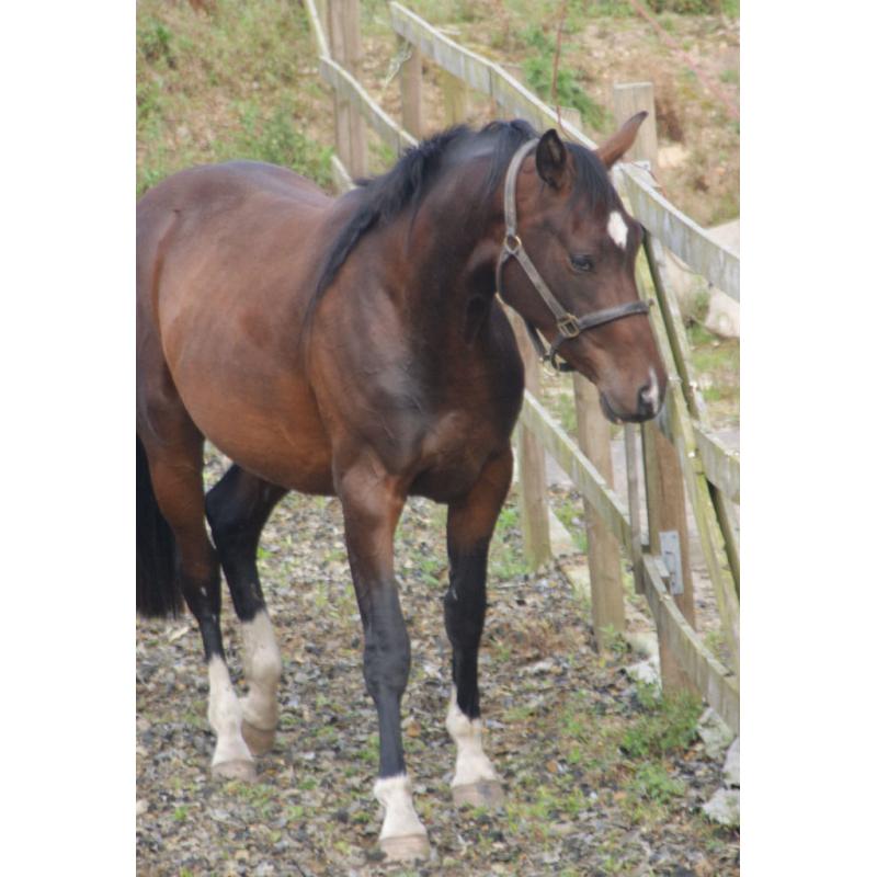 OUTSTANDING QUALITY PERFORMANCE BRED 2.5yo FILLY