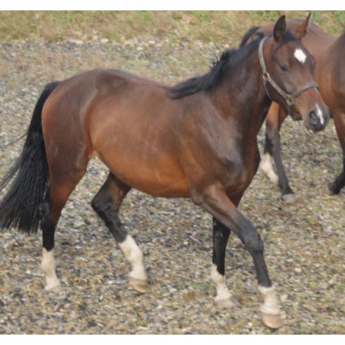 OUTSTANDING QUALITY PERFORMANCE BRED 2.5yo FILLY