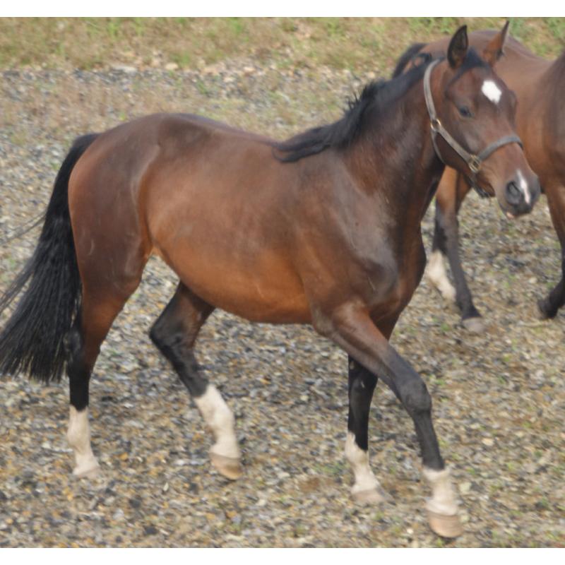 OUTSTANDING QUALITY PERFORMANCE BRED 2.5yo FILLY
