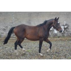 OUTSTANDING QUALITY PERFORMANCE BRED 2.5yo FILLY