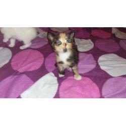 kittens for sale