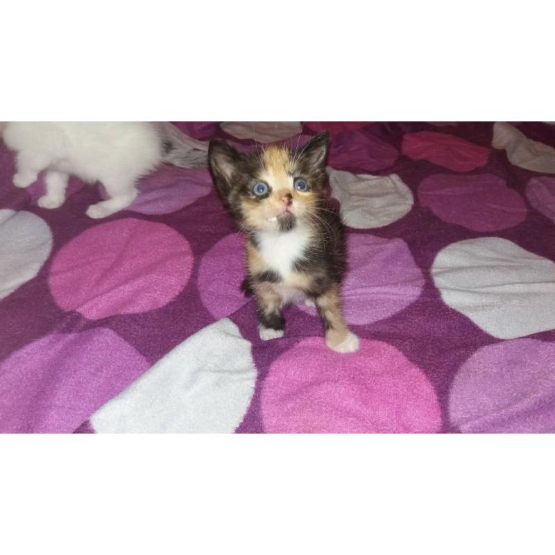 kittens for sale