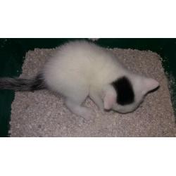kittens for sale