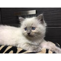 Ragdoll Kitten
