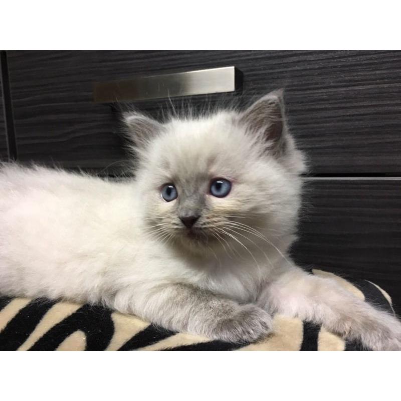 Ragdoll Kitten