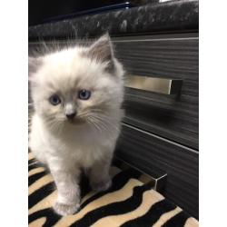 Ragdoll Kitten