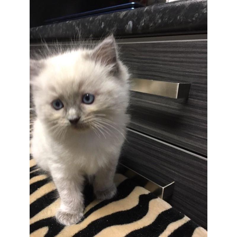 Ragdoll Kitten