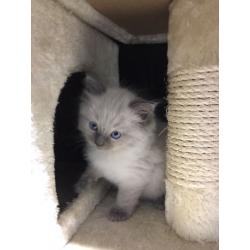 Ragdoll Kitten