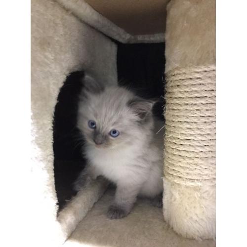 Ragdoll Kitten