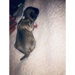 PUG PUPPIES