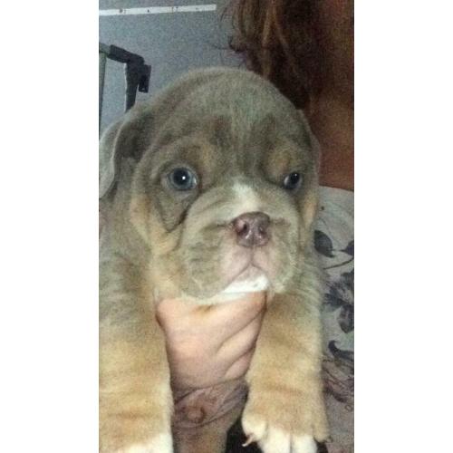 English Bulldog puppies