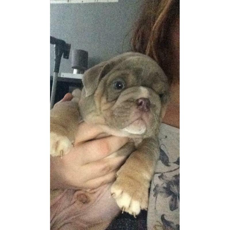 English Bulldog puppies