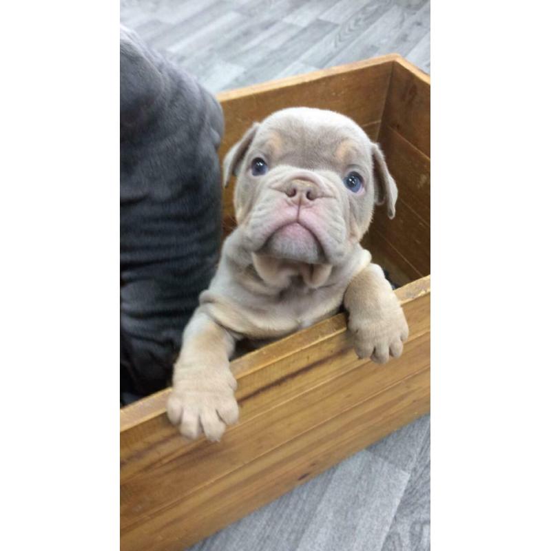 English Bulldog puppies
