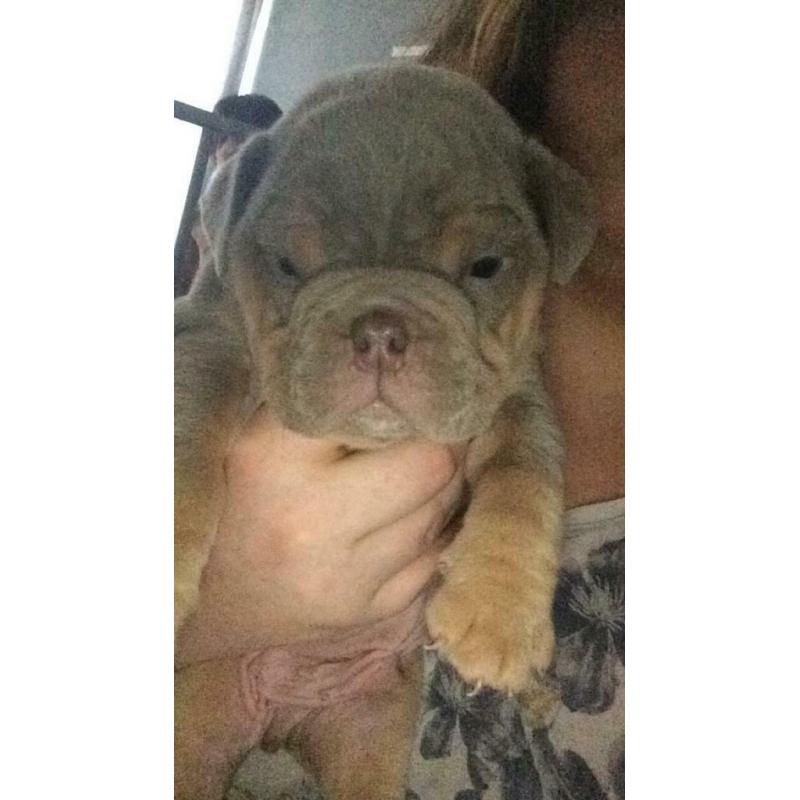English Bulldog puppies