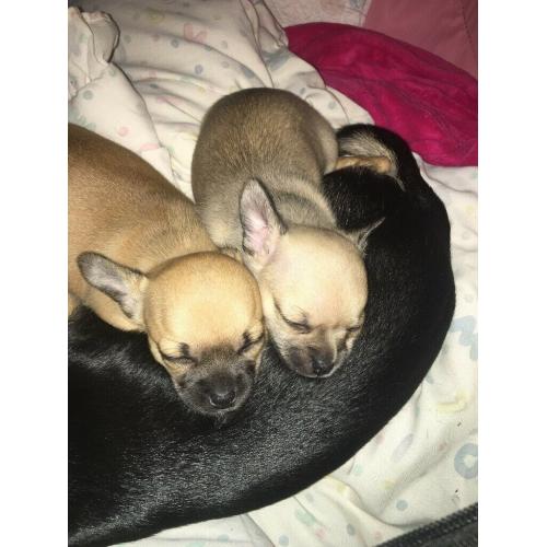 2 beautiful full chihuahua puppies ?1600 each