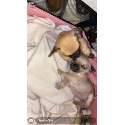 2 beautiful full chihuahua puppies ?1600 each