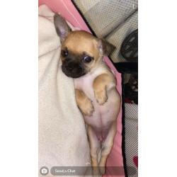 2 beautiful full chihuahua puppies ?1600 each