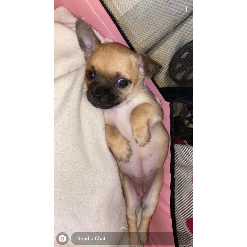 2 beautiful full chihuahua puppies ?1600 each
