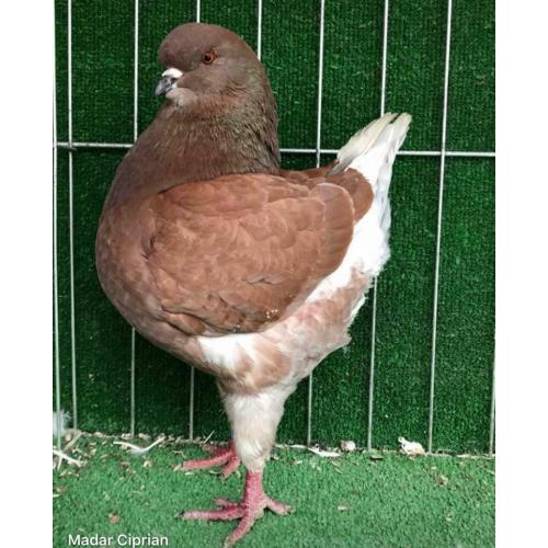 Pigeon for sale