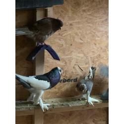 Pigeon for sale
