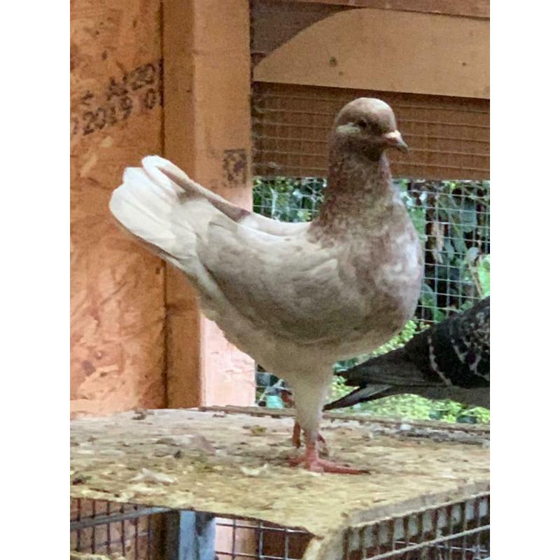 Pigeon for sale