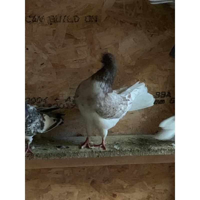 Pigeon for sale