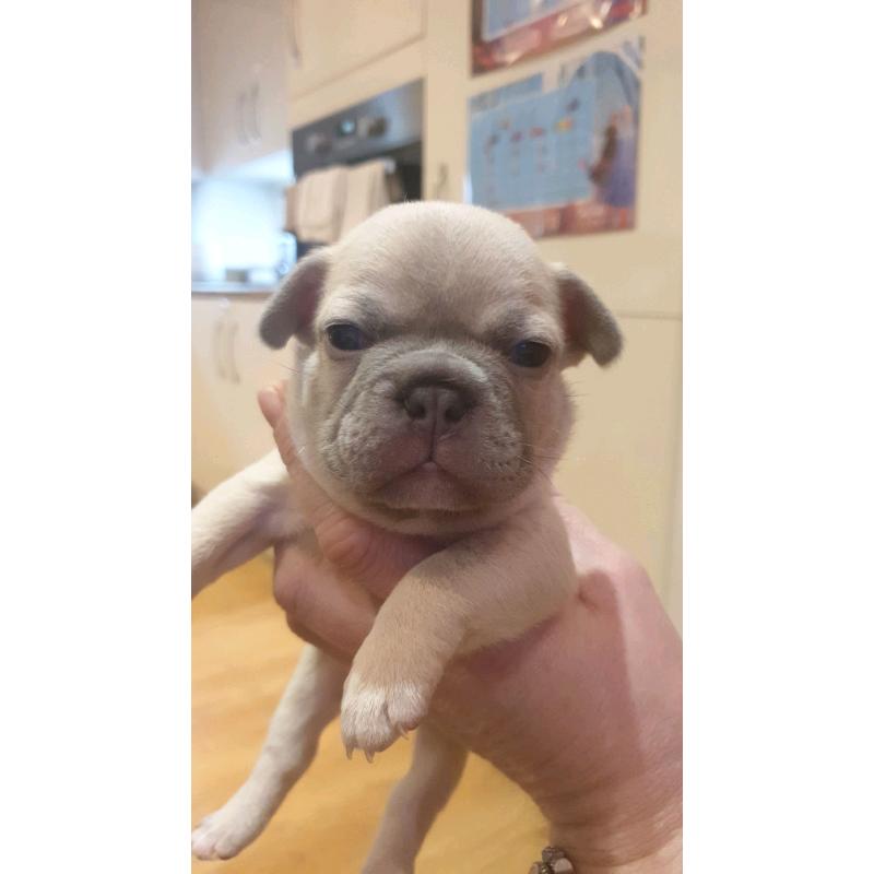 French bulldogs Lilac fawn quad carriers