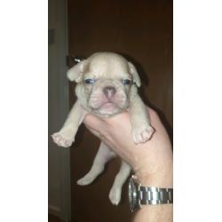 French bulldogs Lilac fawn quad carriers