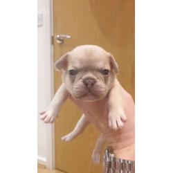 French bulldogs Lilac fawn quad carriers