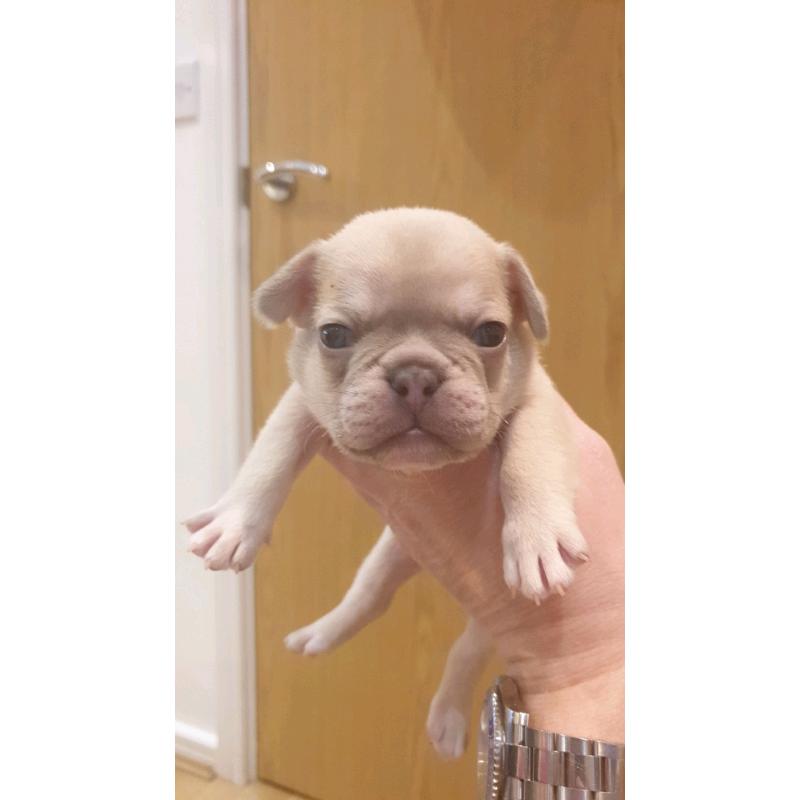 French bulldogs Lilac fawn quad carriers