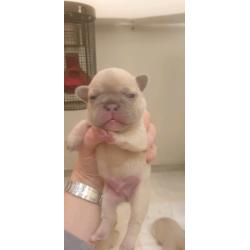 French bulldogs Lilac fawn quad carriers