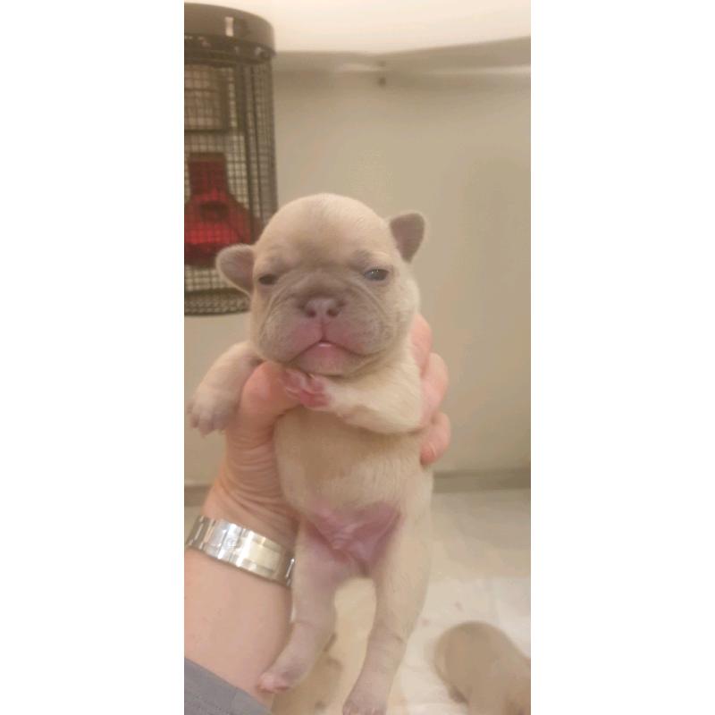 French bulldogs Lilac fawn quad carriers