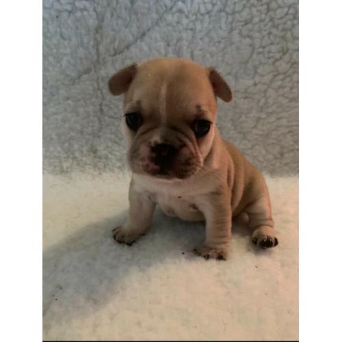 French Bulldog Puppies