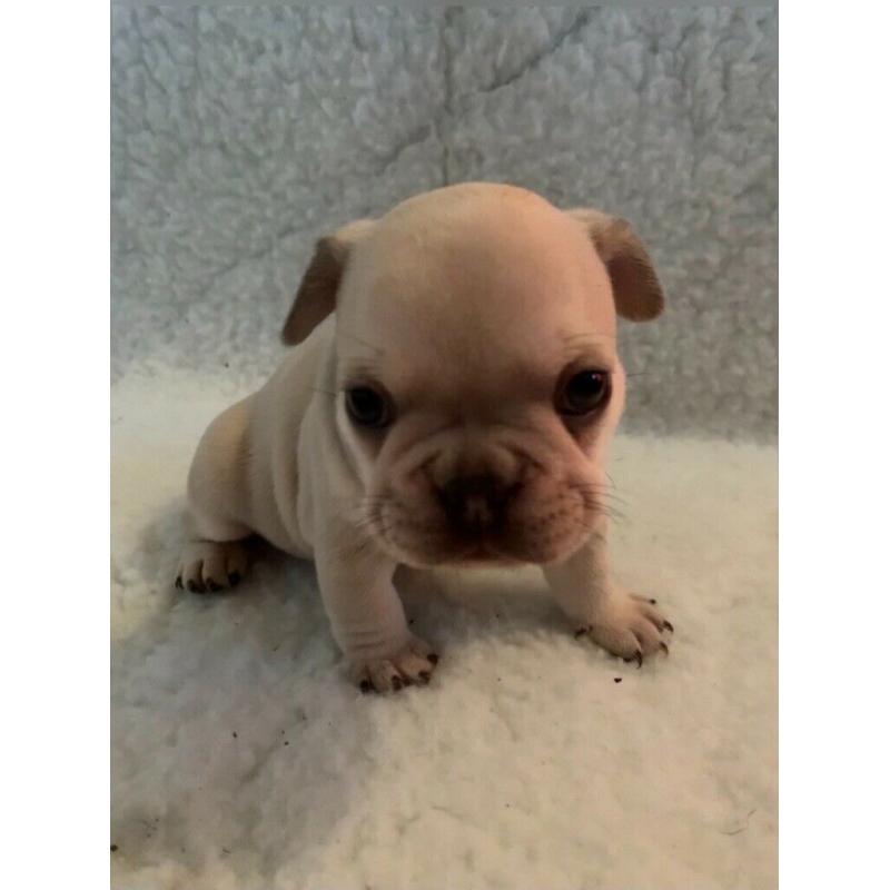 French Bulldog Puppies