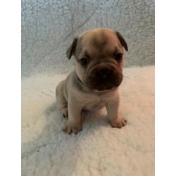 French Bulldog Puppies