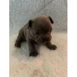 French Bulldog Puppies