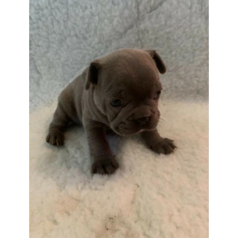 French Bulldog Puppies