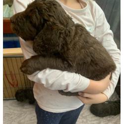 4 Beautiful chunky labradoodles left out a litter of 7